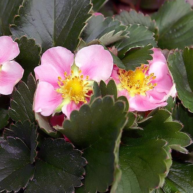 Fragaria x 'Pink Panda' ~ Pink Panda Ornamental Strawberry-ServeScape