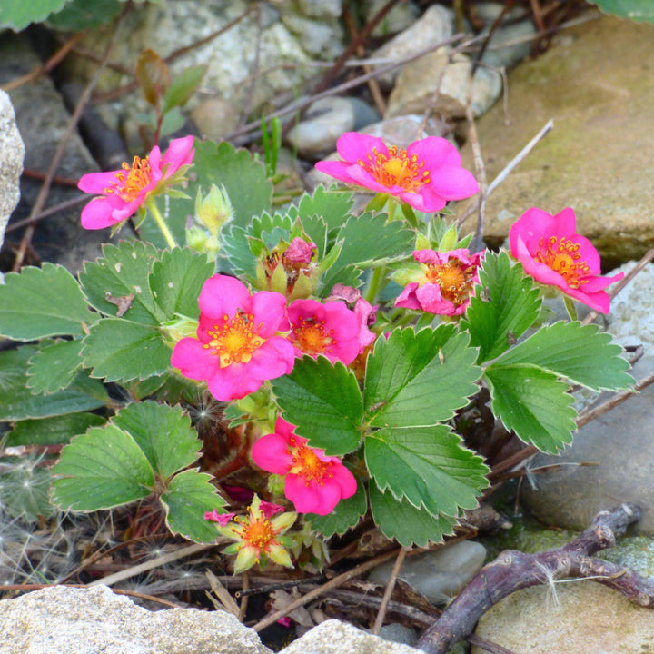 Fragaria x 'Pink Panda' - Delivered By ServeScape