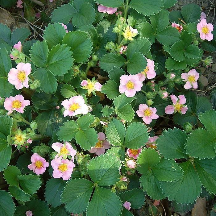 Fragaria x 'Pink Panda' ~ Pink Panda Ornamental Strawberry-ServeScape