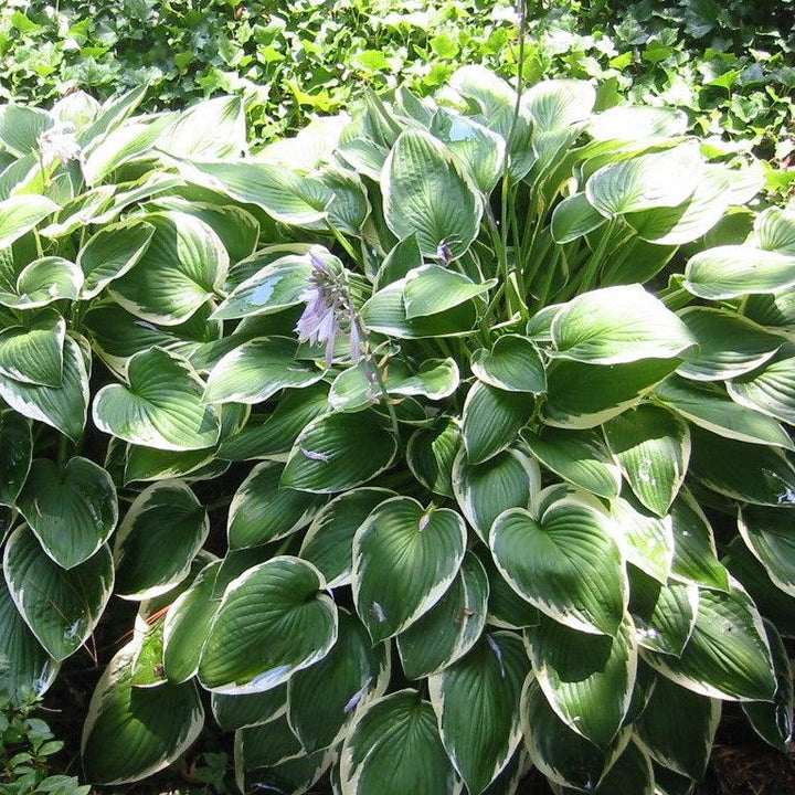 Hosta 'Francee' ~ Francee Hosta-ServeScape