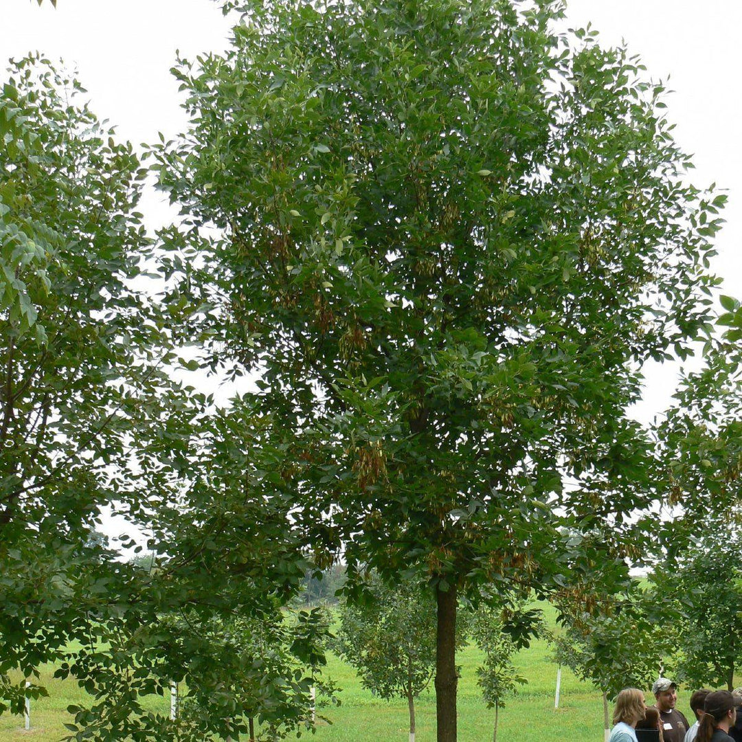 Fraxinus pennsylvanica 'Cimmzam' ~ Cimmaron Green Ash-ServeScape