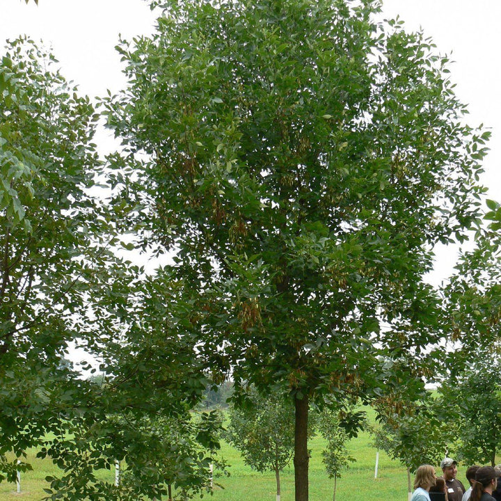 Fraxinus pennsylvanica 'Cimmzam' ~ Cimmaron Green Ash-ServeScape