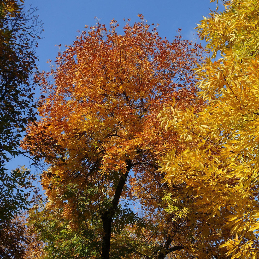 Fraxinus pennsylvanica 'Cimmzam' ~ Cimmaron Green Ash-ServeScape