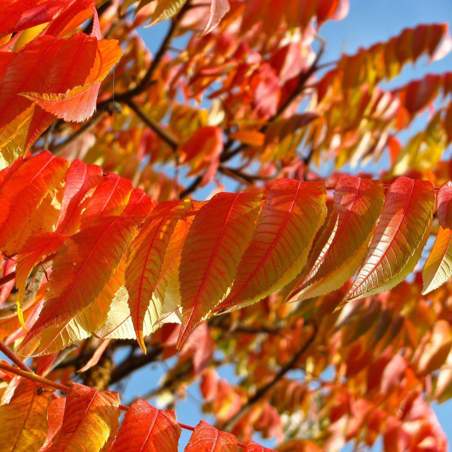 Fraxinus pennsylvanica 'Cimmaron' ~ Cimmaron Green Ash - Delivered By ServeScape
