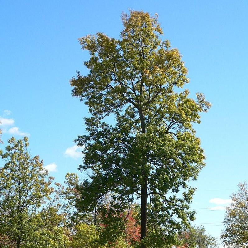 Fraxinus pennsylvanica ~ Green Ash-ServeScape