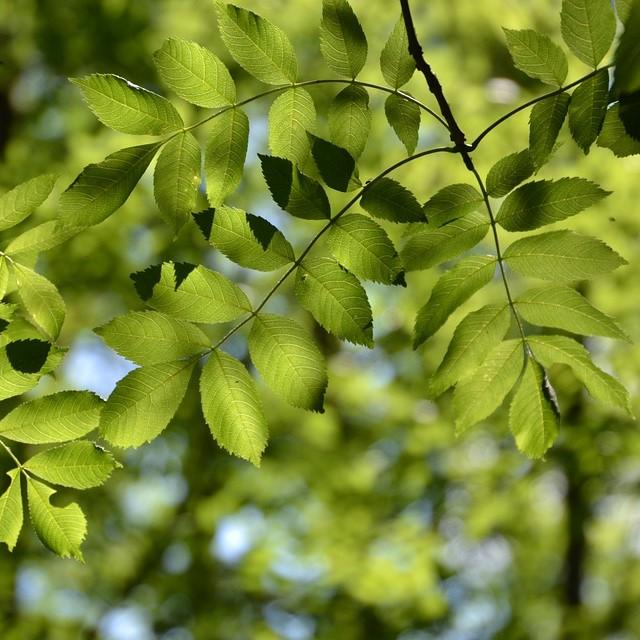 Fraxinus pennsylvanica ~ Green Ash-ServeScape