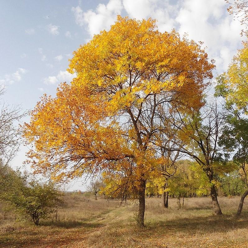 Fraxinus pennsylvanica ~ Green Ash-ServeScape