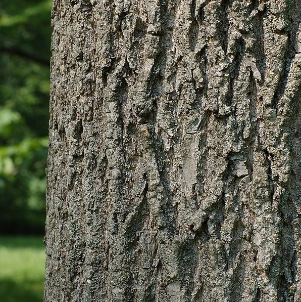 Fraxinus pennsylvanica ~ Green Ash-ServeScape