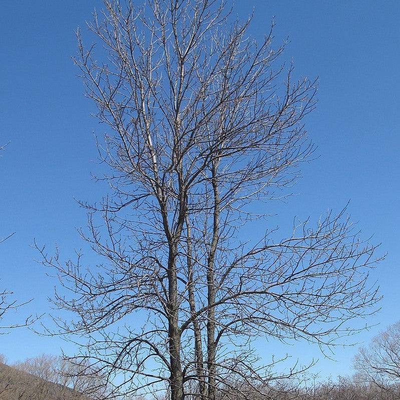 Fraxinus pennsylvanica 'Urbdell' ~ Urbanite® Green Ash-ServeScape