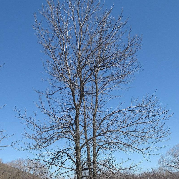Fraxinus pennsylvanica 'Urbdell' ~ Urbanite® Green Ash-ServeScape