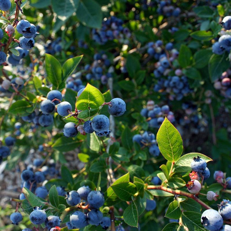 Vaccinium corymbosum ‘FL09-216’ PPAF ~ Downhome Harvest® Hello Darlin® Blueberry-ServeScape