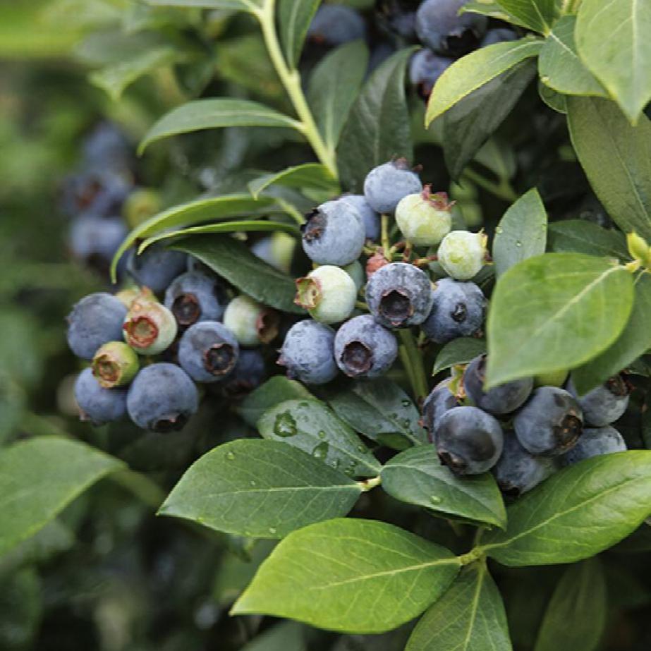 Vaccinium ashei 'Bluebell' ~ 'Bluebell' Rabbiteye Blueberry-ServeScape