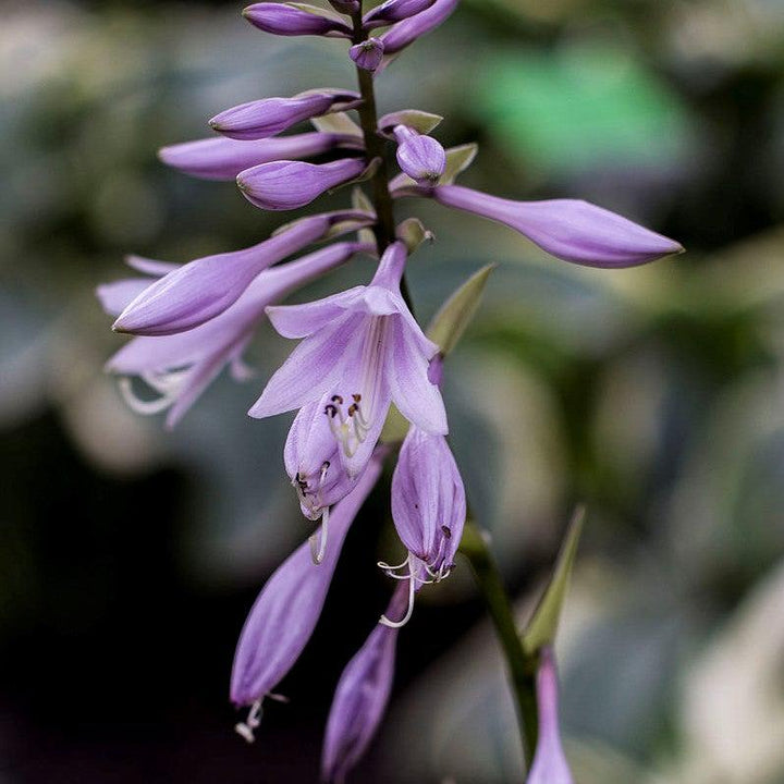 Hosta 'Sun Power' ~ Sun Hosta-ServeScape
