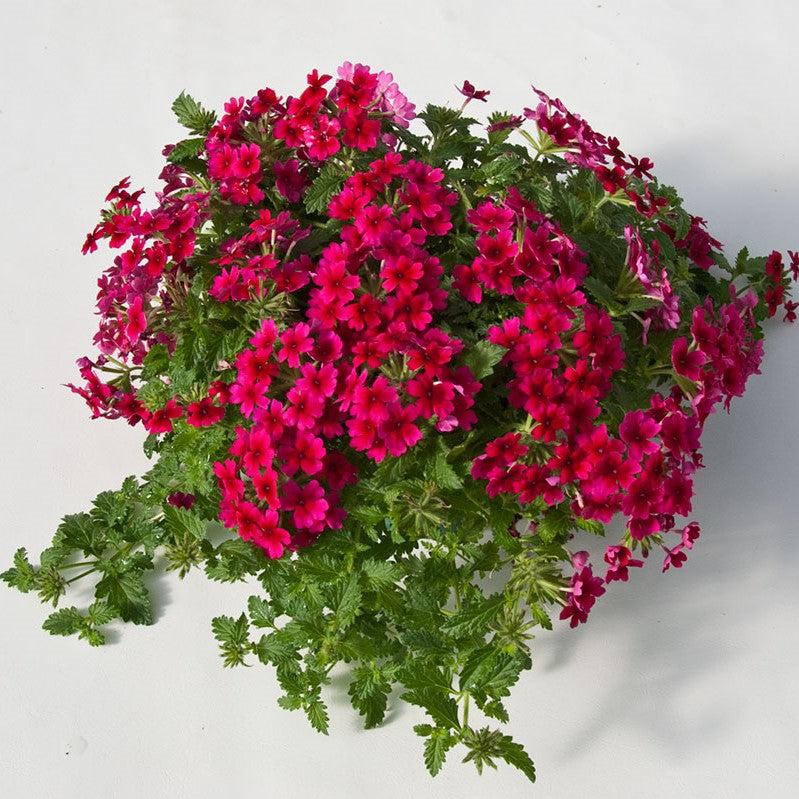Verbena 'Vivid Brilliant Rose' ~ Vivid® Brilliant Rose Verbena-ServeScape