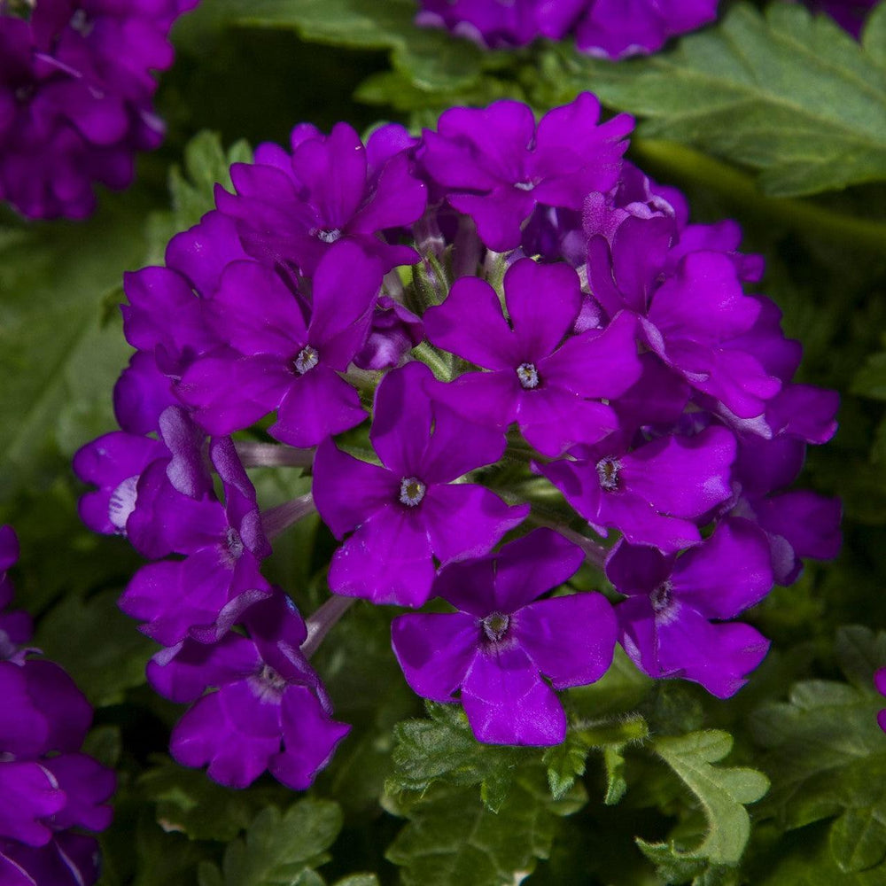 Verbena 'Vivid Deep Blue' ~ Vivid® Deep Blue Verbena-ServeScape