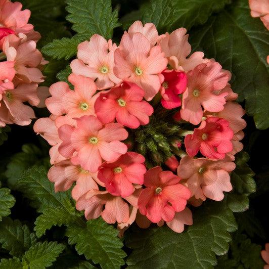 Verbena 'Vivid Peach' ~ Vivid® Peach Verbena-ServeScape