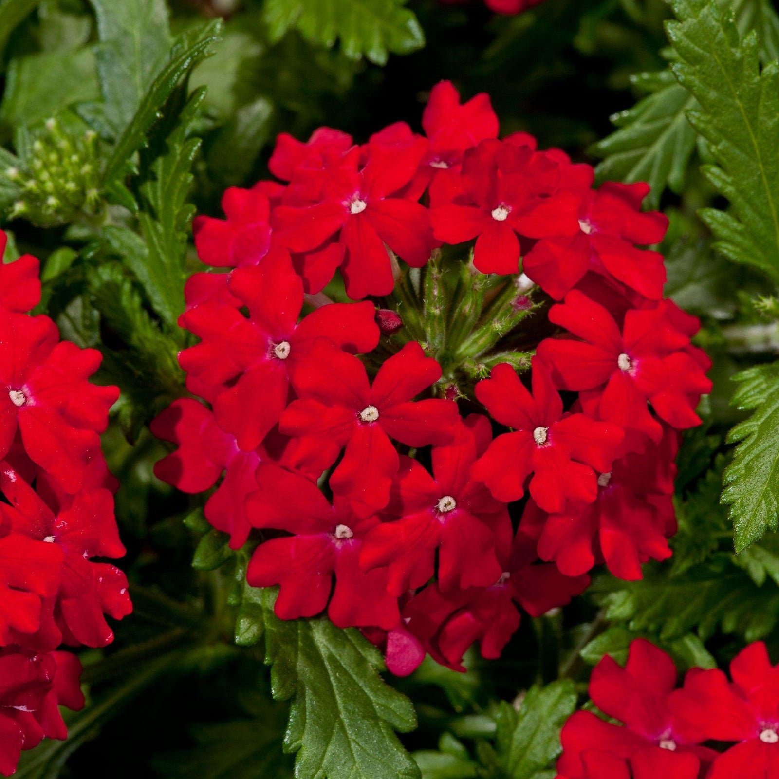 Verbena 'Vivid Red' ~ Vivid® Red Verbena-ServeScape