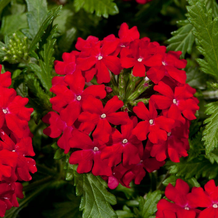 Verbena 'Vivid Red' ~ Vivid® Red Verbena-ServeScape