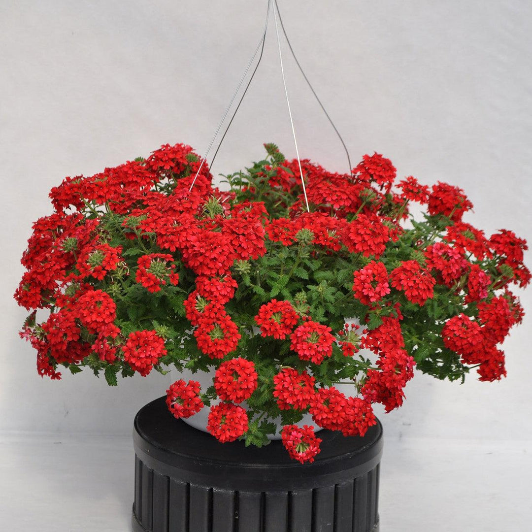 Verbena 'Vivid Red' ~ Vivid® Red Verbena-ServeScape
