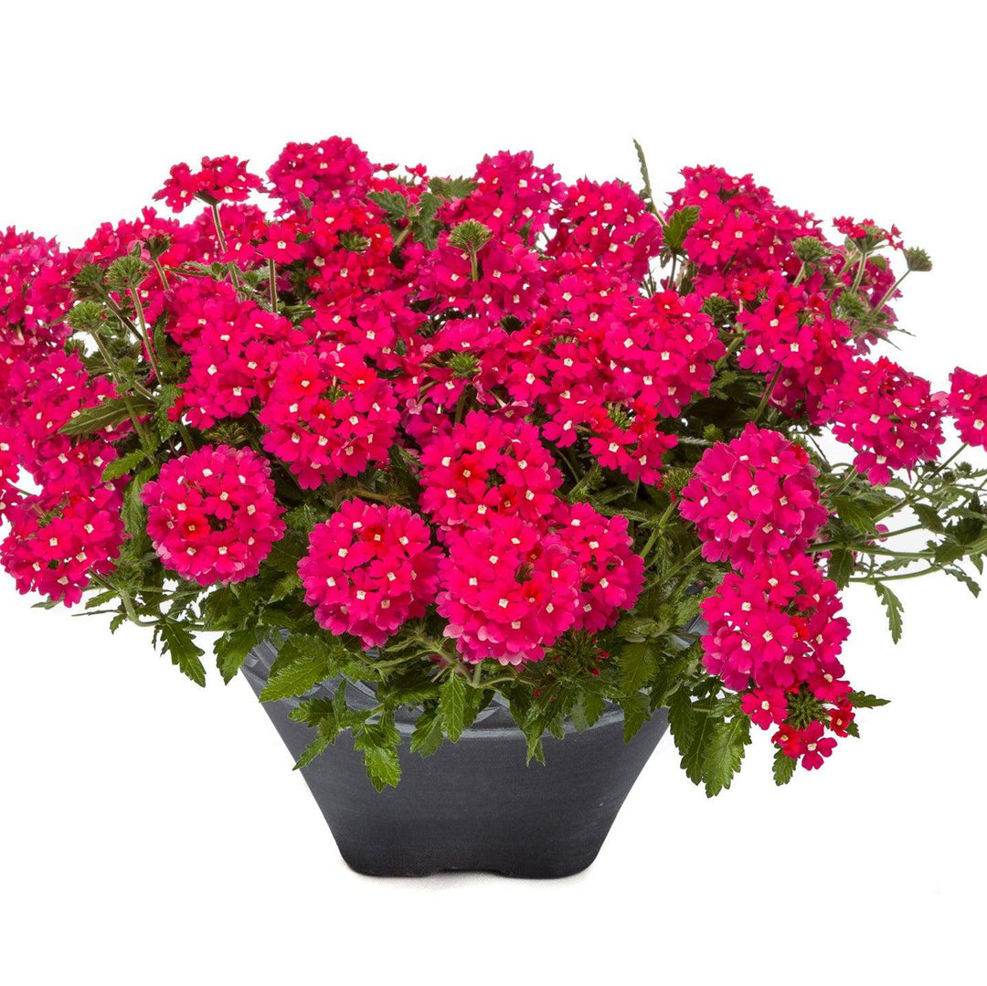 Verbena 'Vivid Rose' ~ Vivid® Rose Verbena-ServeScape