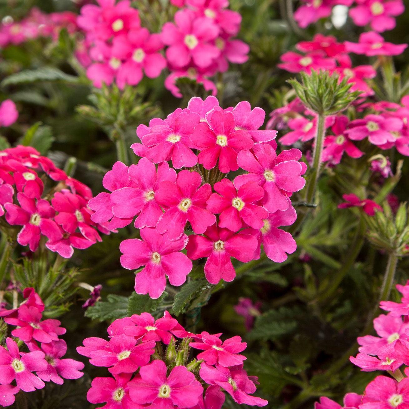 Verbena 'Vivid Rose' ~ Vivid® Rose Verbena-ServeScape