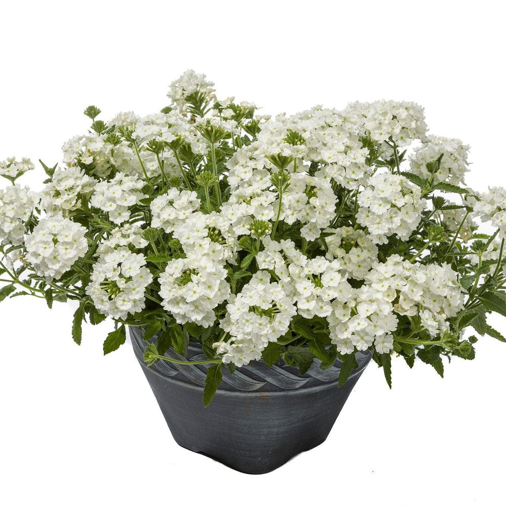 Verbena 'Vivid White' ~ Vivid® White Verbena-ServeScape