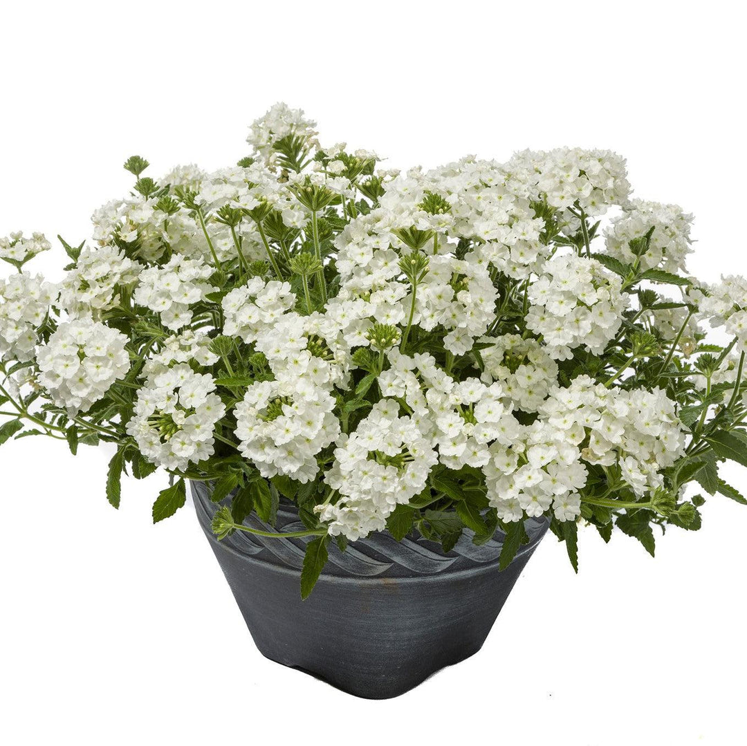 Verbena 'Vivid White' ~ Vivid® White Verbena-ServeScape