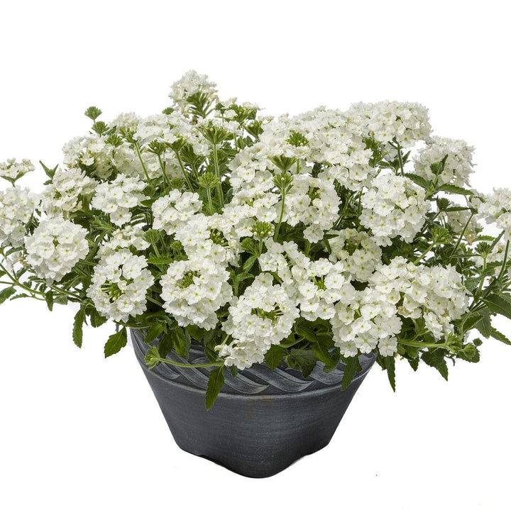 Verbena 'Vivid White' ~ Vivid® White Verbena-ServeScape