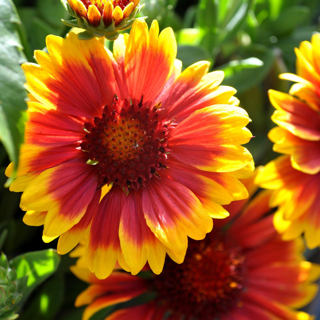 Gaillardia x aristata 'Arizona Sun' ~ Arizona Sun Blanket Flower-ServeScape