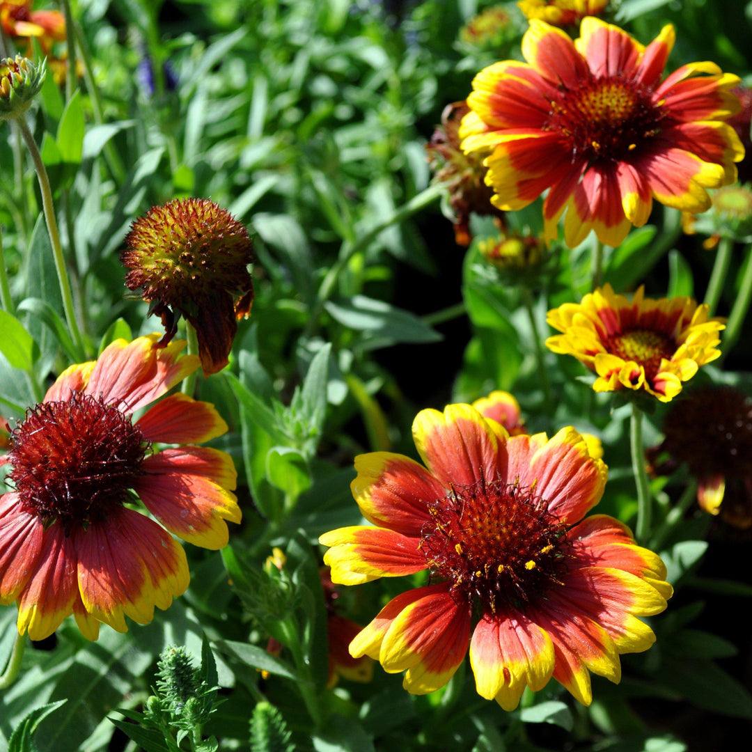 Gaillardia x aristata 'Arizona Sun' ~ Arizona Sun Blanket Flower-ServeScape