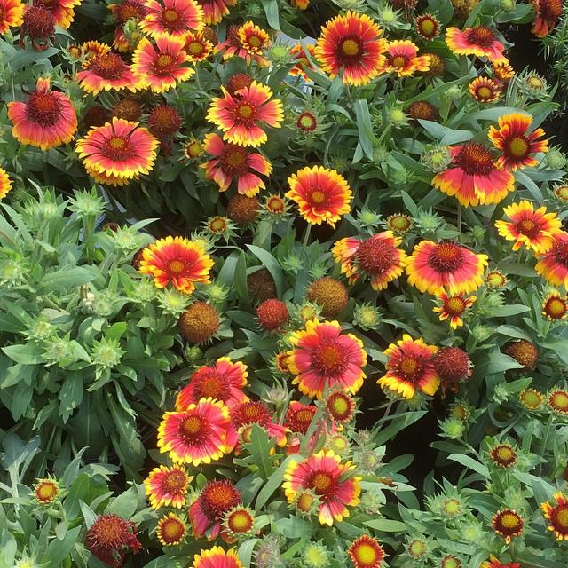 Gaillardia x aristata 'Arizona Sun' ~ Arizona Sun Blanket Flower-ServeScape