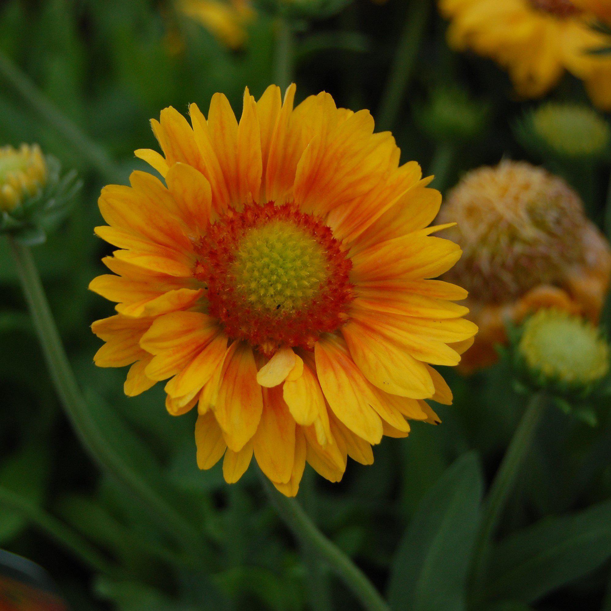 Gaillardia x grandiflora Mesa Peach Mesa Peach Blanket Flower