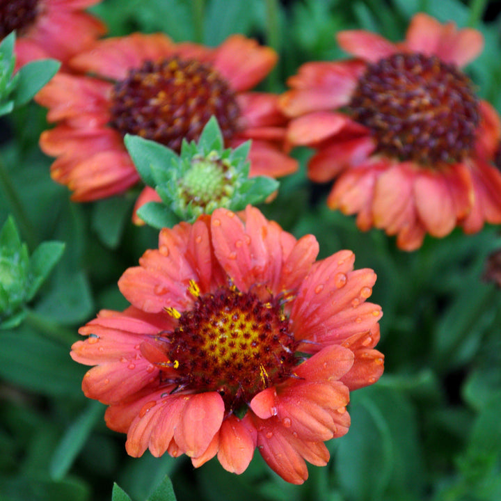 Gaillardia x grandiflora 'PAS933516' ~ Mesa™ Red Blanket Flower-ServeScape