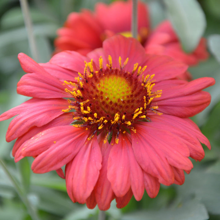 Gaillardia x grandiflora 'PAS933516' ~ Mesa™ Red Blanket Flower - Delivered By ServeScape