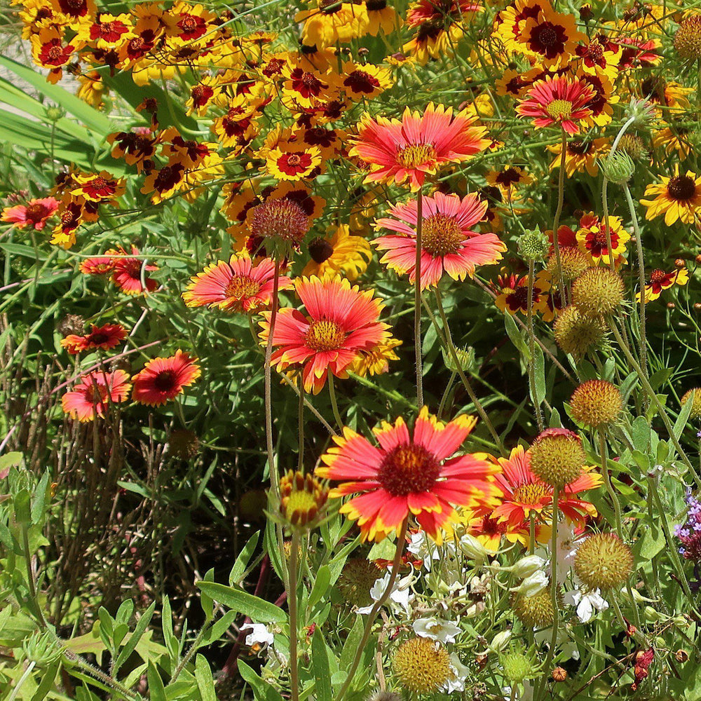 Gaillardia x grandiflora 'Sunset Cutie' ~ Sunset Cutie Blanket Flower-ServeScape