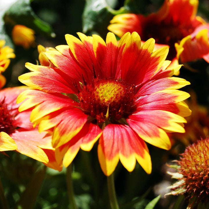 Gaillardia x grandiflora 'Sunset Cutie' ~ Sunset Cutie Blanket Flower-ServeScape