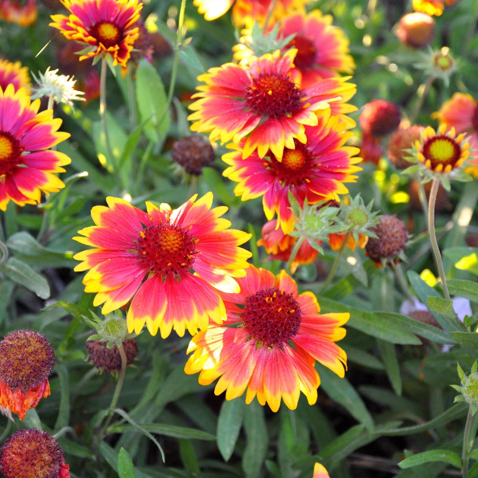 Gaillardia x grandiflora 'Sunset Cutie' ~ Sunset Cutie Blanket Flower - Delivered By ServeScape