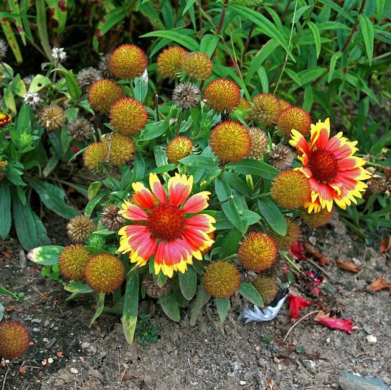 Gaillardia aristata 'Barbican Yellow Red Ring' ~ Barbican™ Yellow Red Ring Blanket Flower-ServeScape