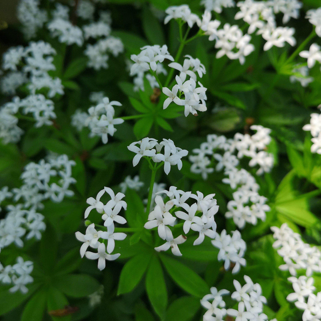Galium odoratum ~ Sweet Woodruff-ServeScape