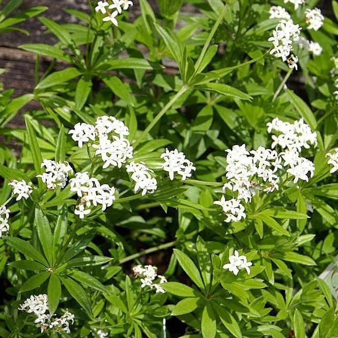 Galium odoratum ~ Sweet Woodruff-ServeScape