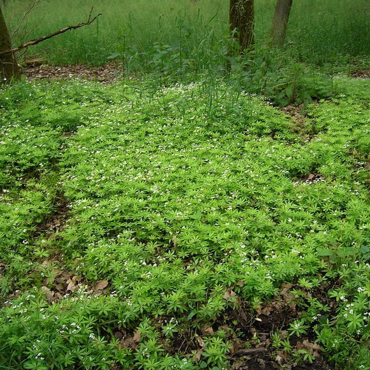Galium odoratum ~ Sweet Woodruff-ServeScape