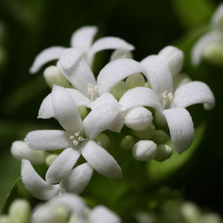 Galium odoratum ~ Sweet Woodruff-ServeScape