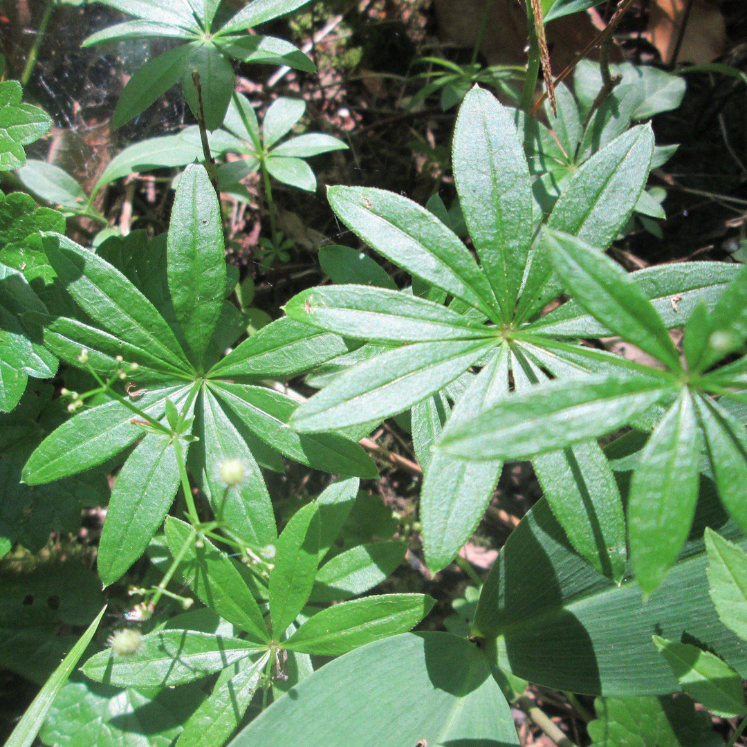 Galium odoratum ~ Sweet Woodruff-ServeScape