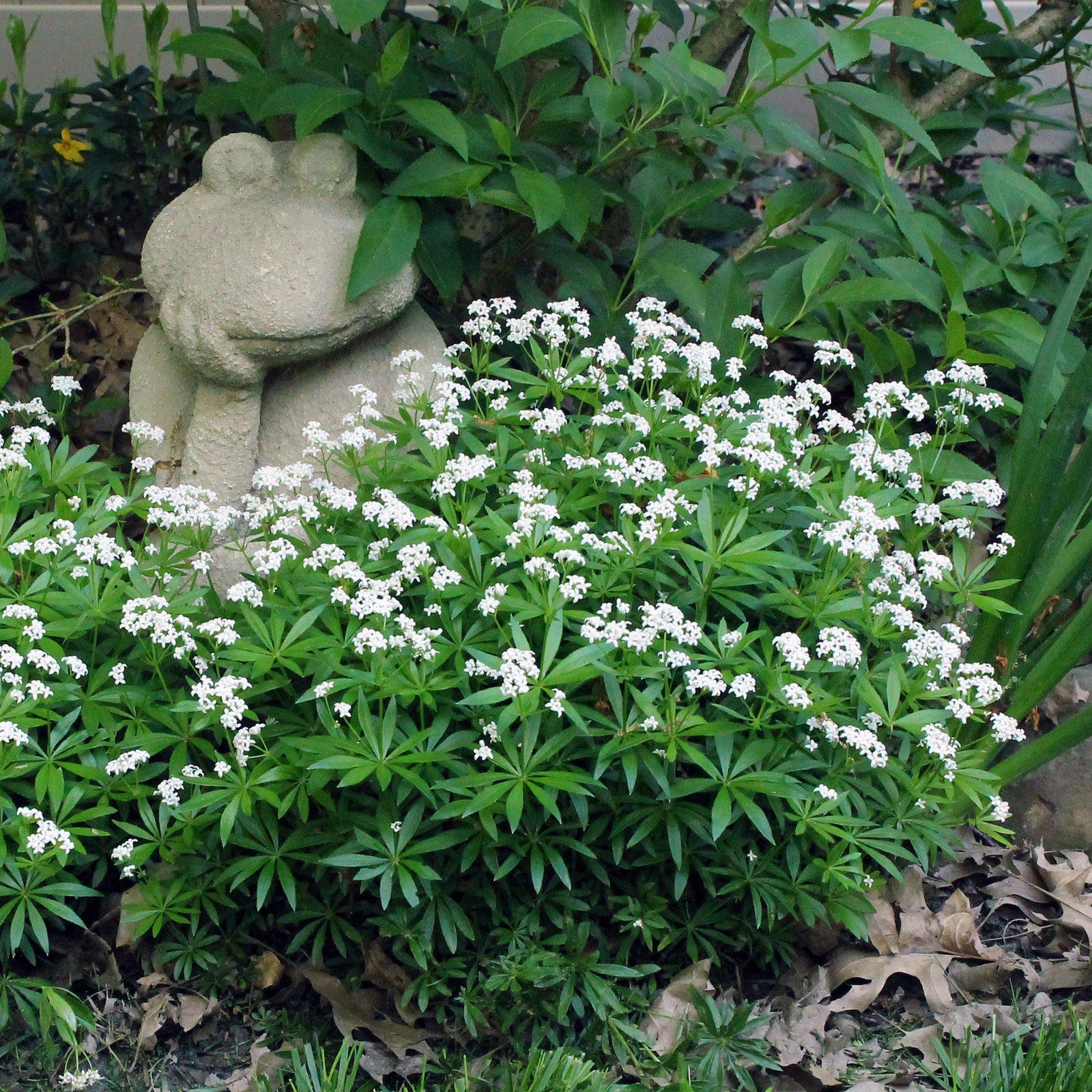Galium odoratum ~ Sweet Woodruff-ServeScape