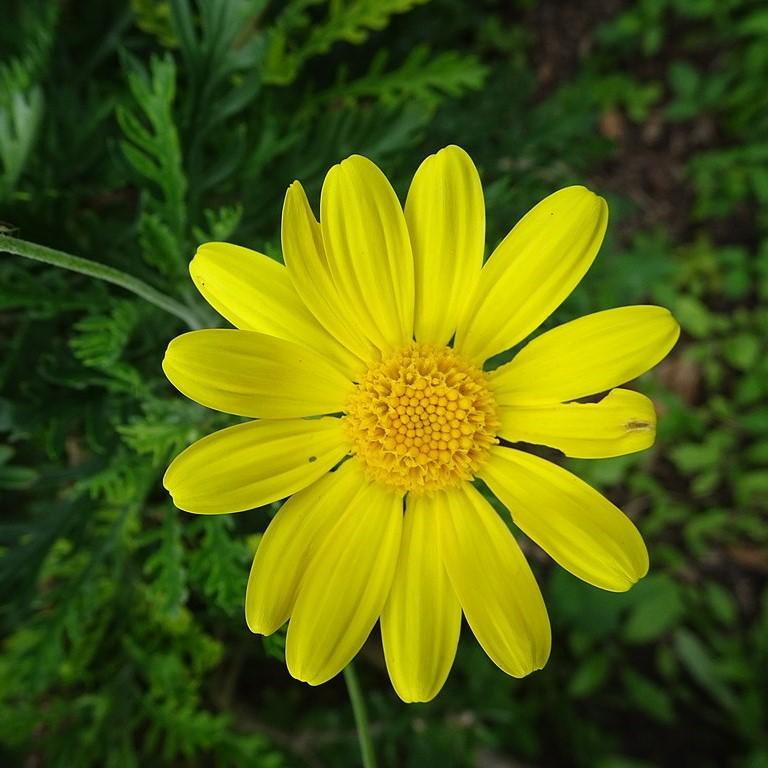 Gamolepis chrysanthemoides ~ African Bush Daisy-ServeScape
