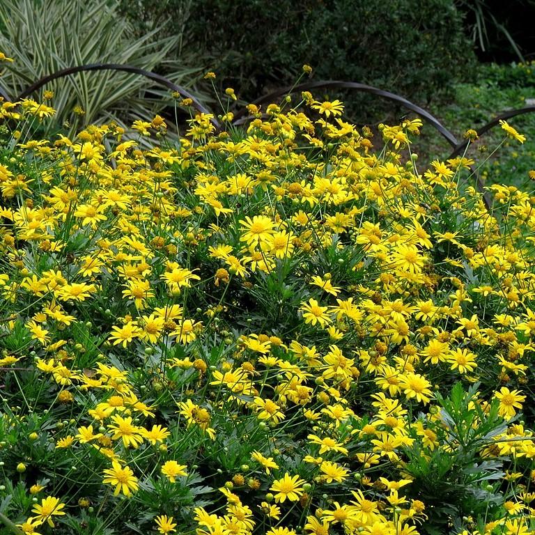 Gamolepis chrysanthemoides ~ African Bush Daisy-ServeScape