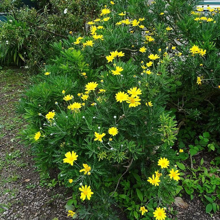 Gamolepis chrysanthemoides ~ African Bush Daisy-ServeScape