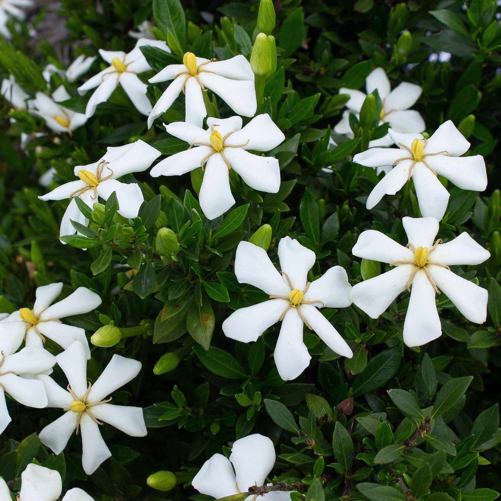 Gardenia jasminoides '4BELLACJ01' ~ Echo® Swan Maiden Gardenia-ServeScape