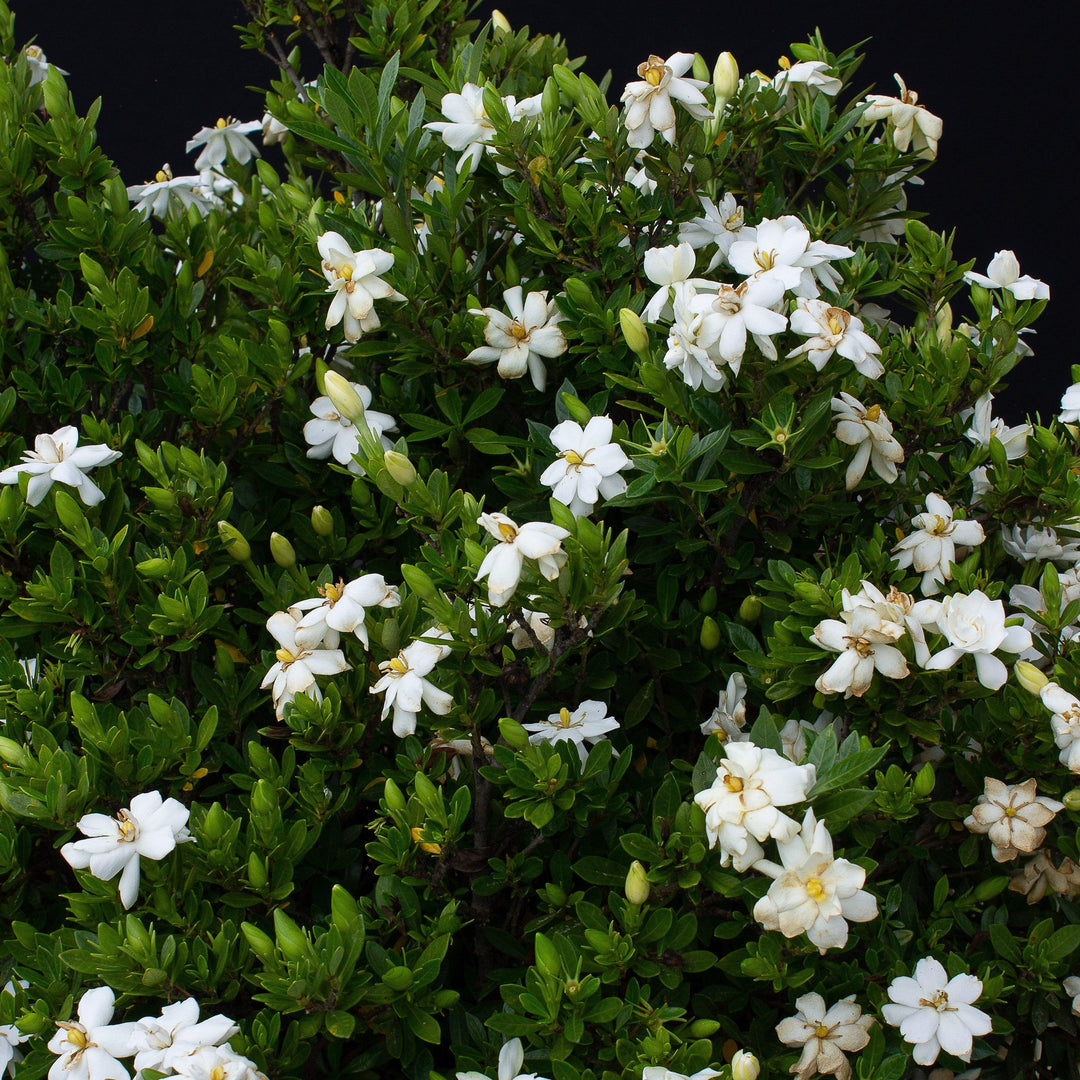 Gardenia jasminoides '4KIMYMJ01' ~ Echo® Swan Princess Gardenia-ServeScape