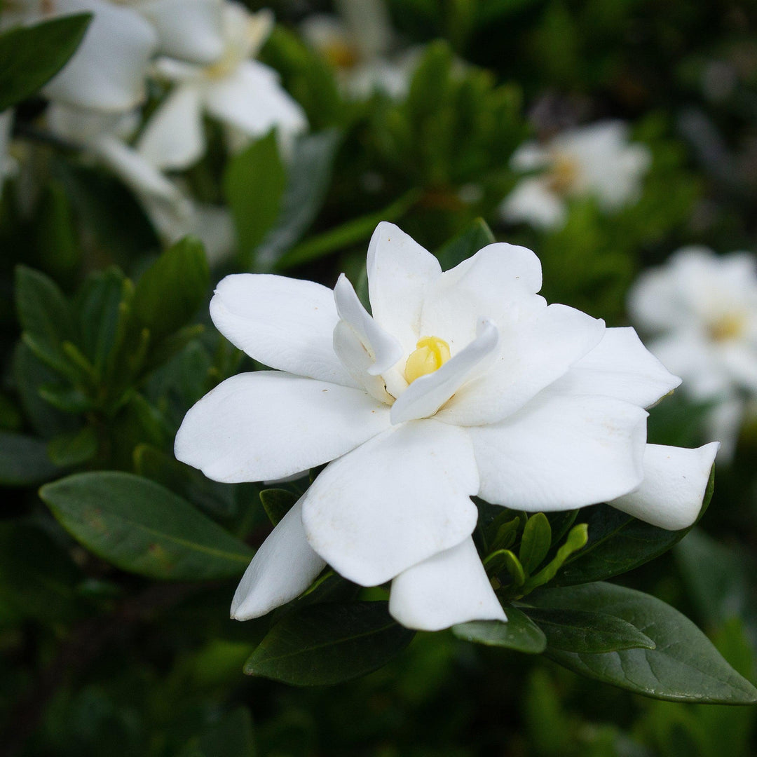 Gardenia jasminoides '4KIMYMJ01' ~ Echo® Swan Princess Gardenia-ServeScape